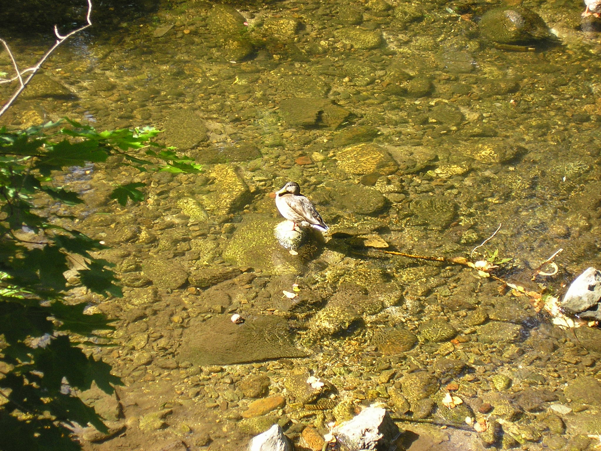 P8239765